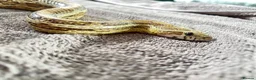 Corn Snake reptiles for sale: Corn Snake looking for a new home in Derby - Advert 4
