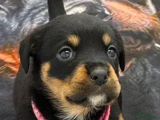 Mixed Breed dogs Boxweiler (Rottweiler x Boxer) - Advert 2