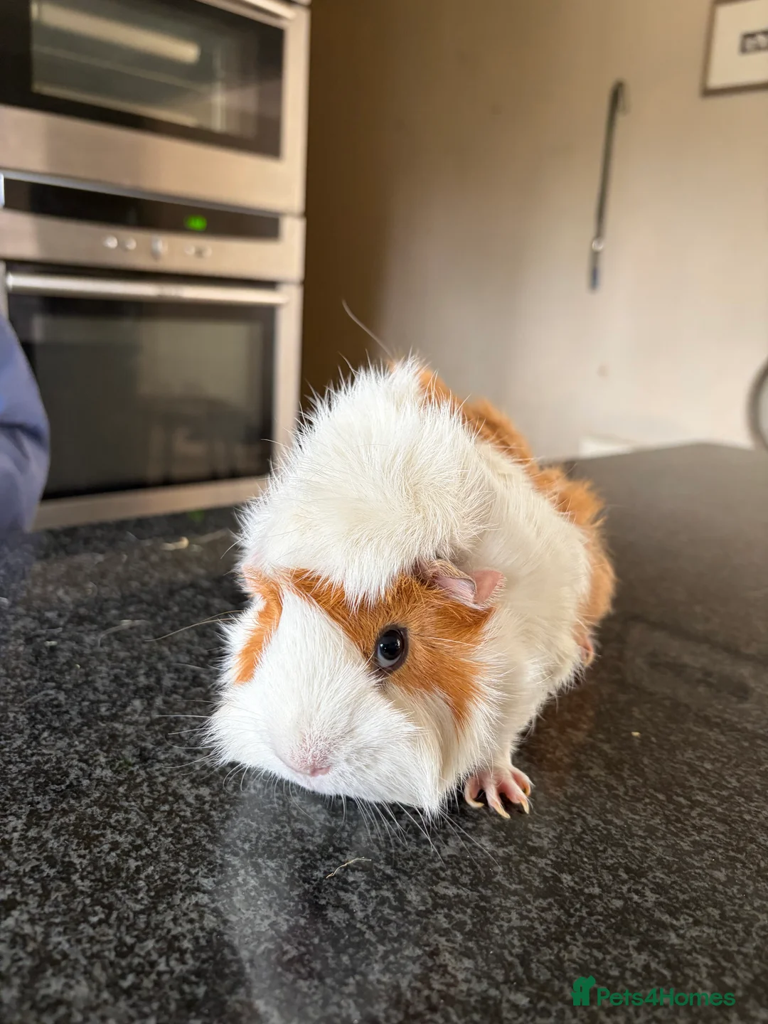 Guinea Pig rodents for sale: Two Female Guinea Pigs looking for home together  - Advert 2