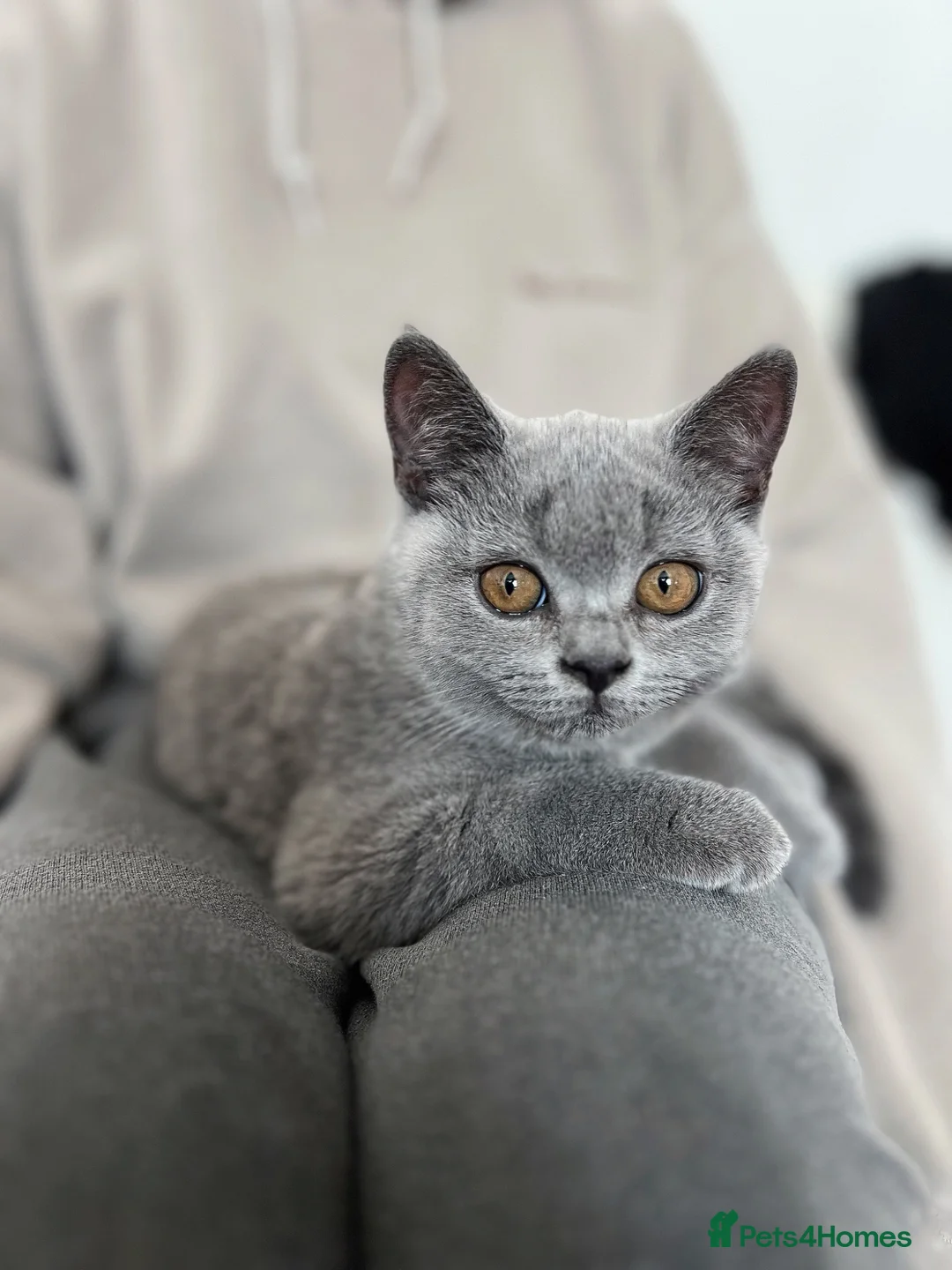 British Shorthair cats for sale: ✨BSH GCCF registered girl ready to leave🏡✨ in Twickenham - Advert 1