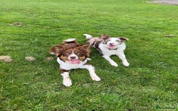 Bordoodle dogs for sale: OUTSTANDING *TRI COLOUR* MINIATURE BORDOODLES - Image 18