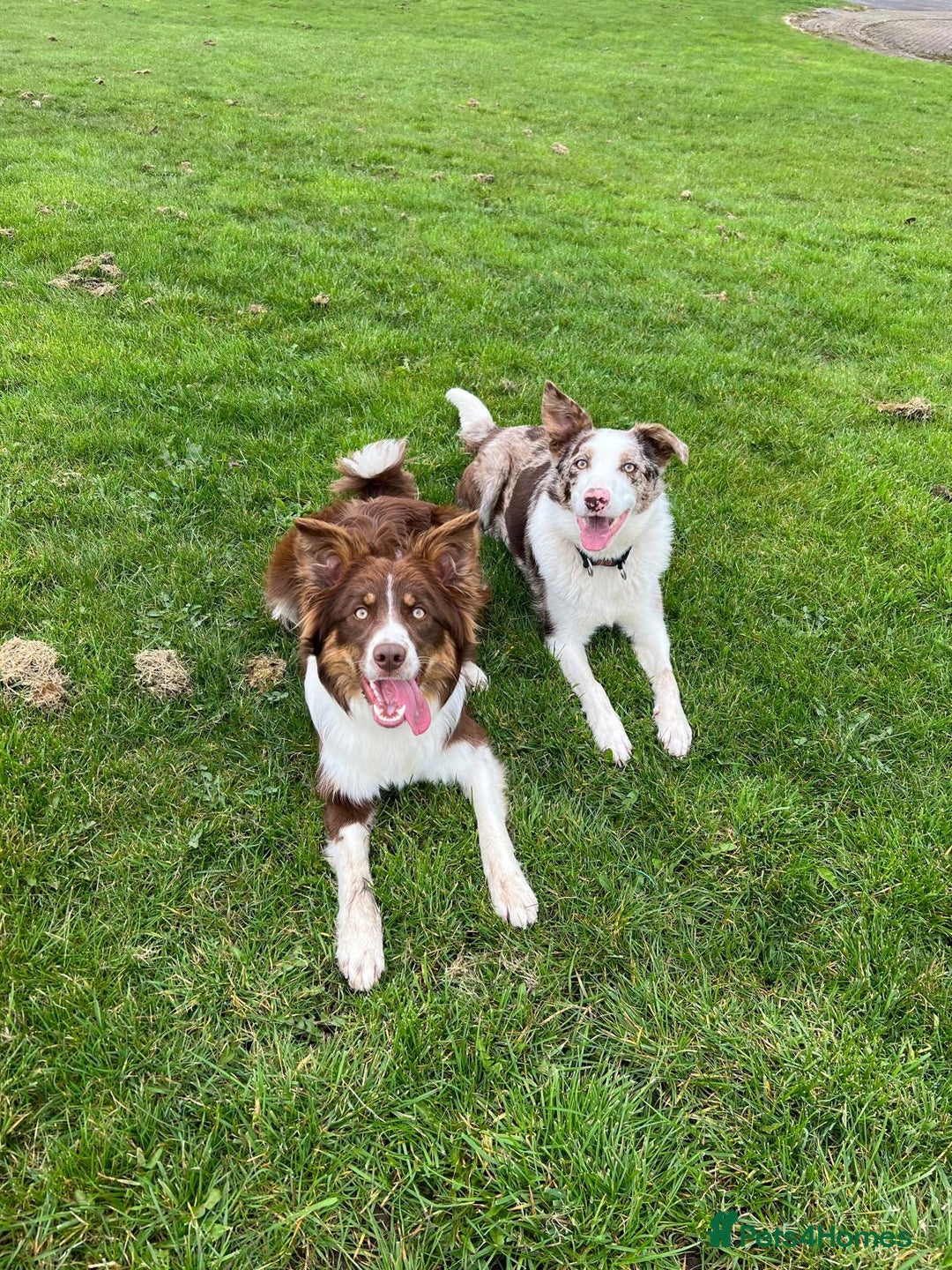 Bordoodle dogs for sale: OUTSTANDING *TRI COLOUR* MINIATURE BORDOODLES - Image 18