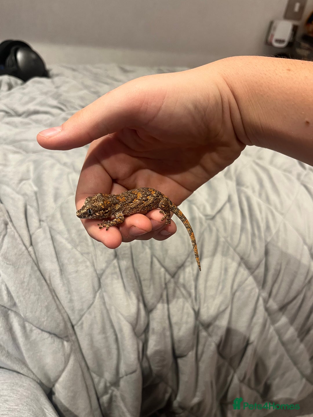 Gecko reptiles for sale: High red blotch gargoyle gecko  - Advert 5