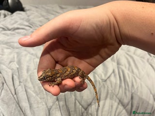 Gecko reptiles High red blotch gargoyle gecko - Advert 1