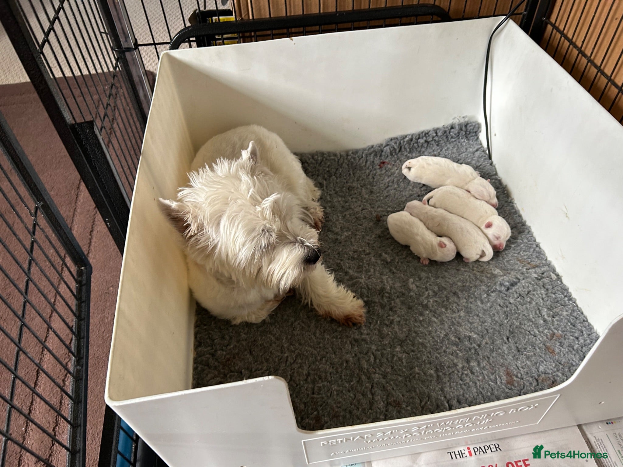 West Highland Terrier dogs Family pet and her pups - Advert 8
