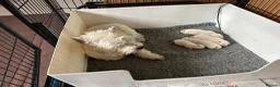 West Highland Terrier dogs for sale: Family pet and her pups - Advert 1