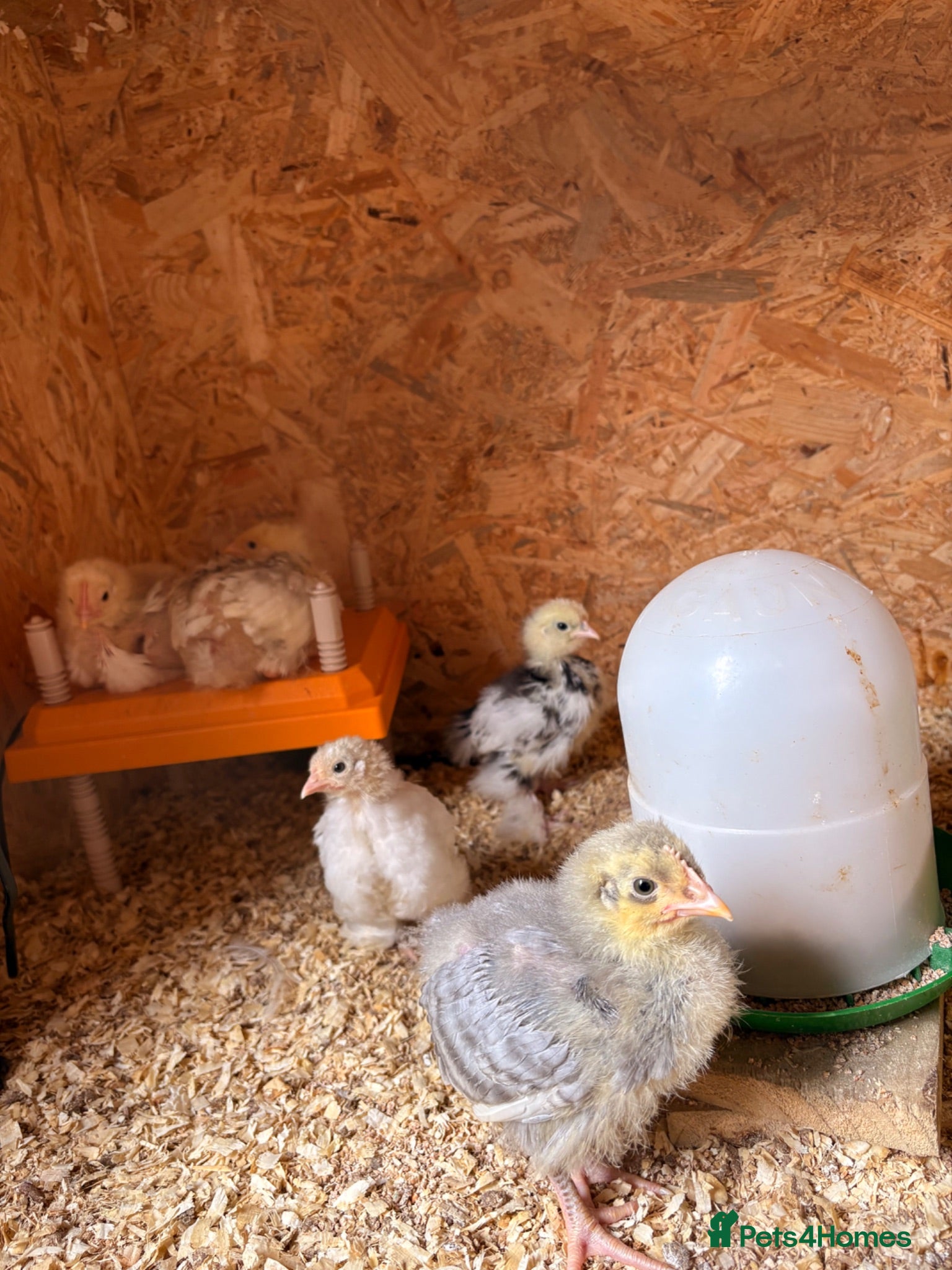 Chickens poultry Mottle lavender Orpington’s and Pekins  - Advert 2