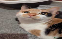 Mixed Breed cats for sale: Jaffacake  - Image 1