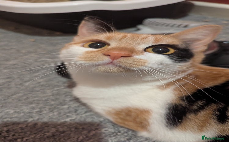 Mixed Breed cats - Advert 2