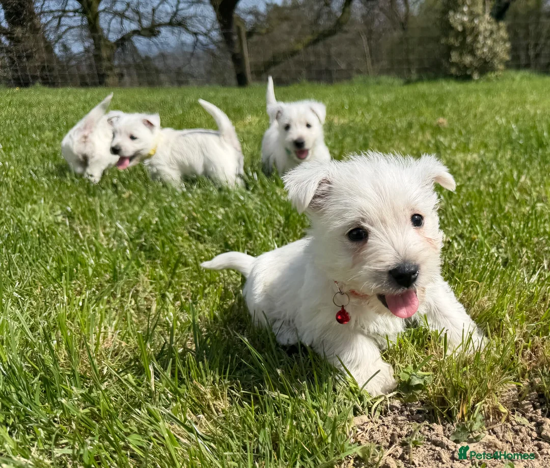 West Highland Terrier dogs for sale: West Highland Terrier Puppies - Advert 2