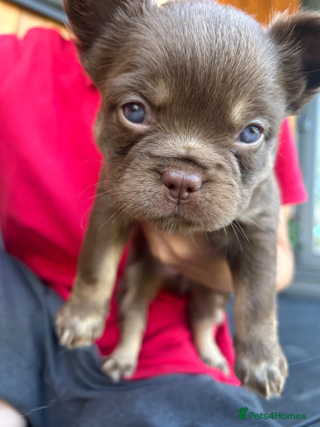 French Bulldog dogs for sale: Fluffy Frenchies  - Advert 2