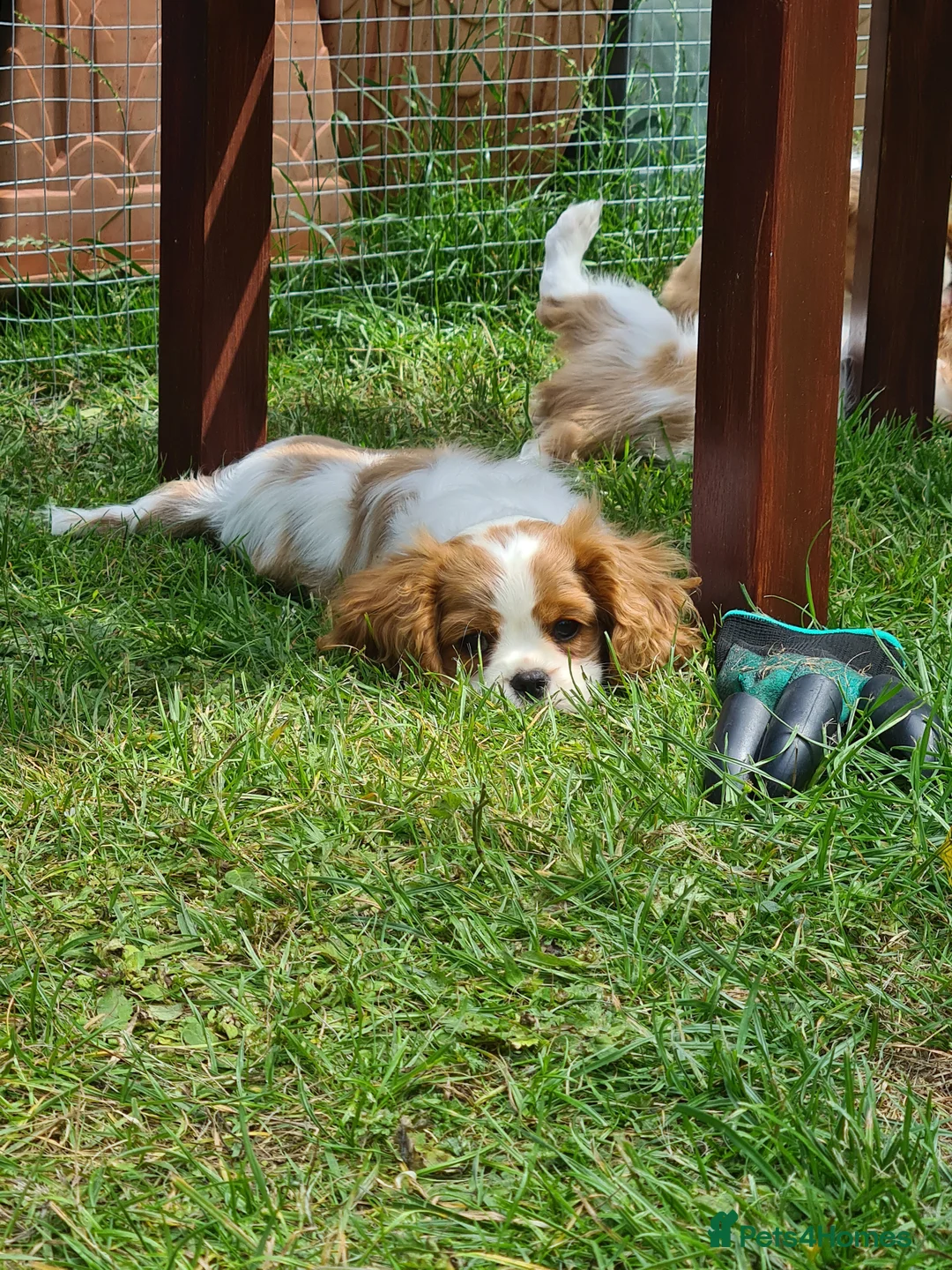 Cavalier King Charles Spaniel dogs for stud: For Stud- Exceptional Champ Pedigree Health Tested in New Milton - Advert 15