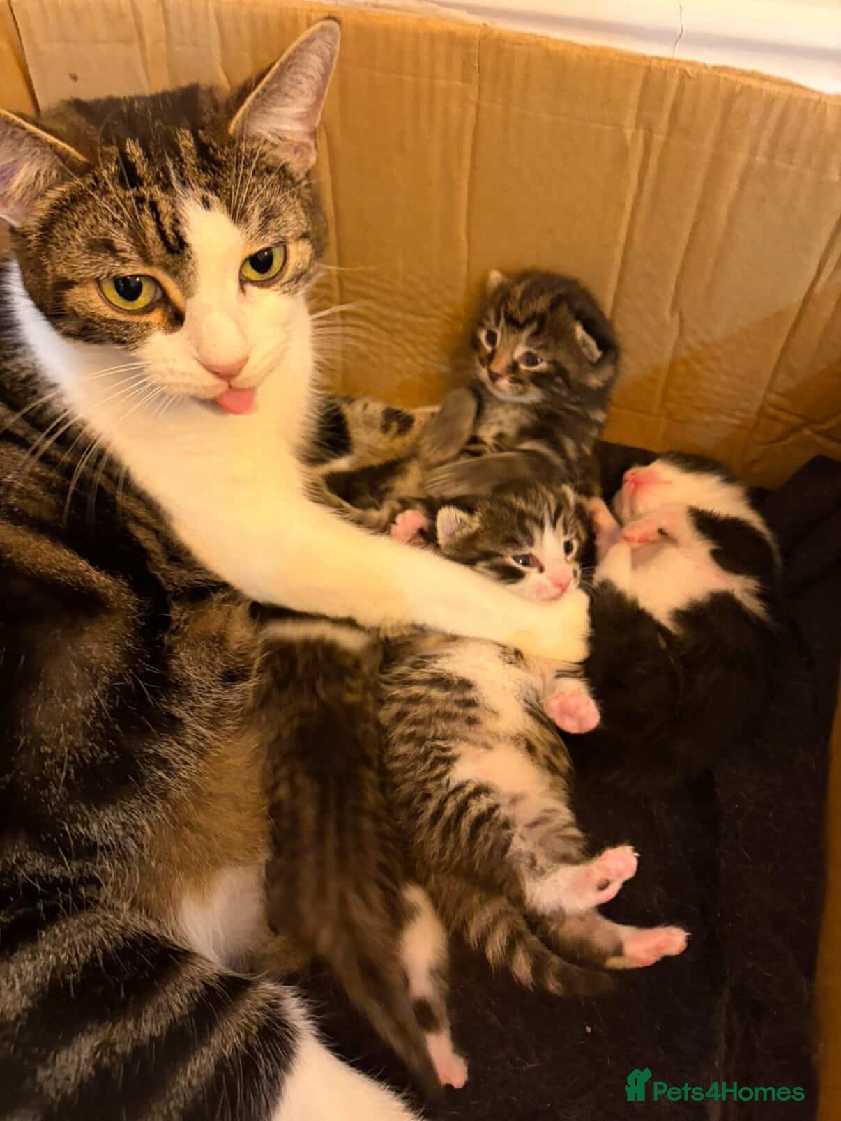 Mixed Breed cats for sale: Cute tabby cat  - Advert 6