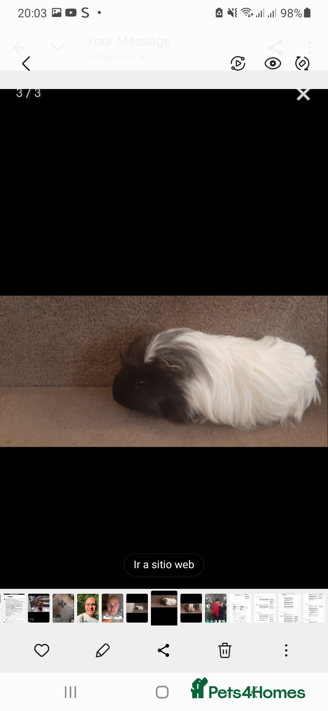 Guinea Pig rodents guinea pigs - Advert 2