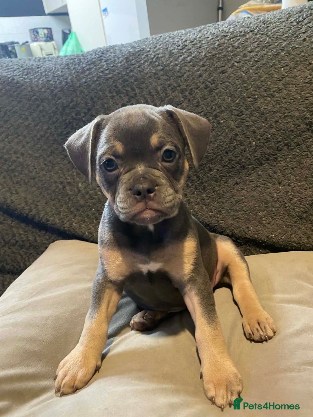 French Bulldog dogs for sale: French bulldog puppies x7  - Advert 3