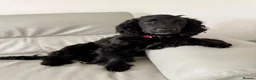 Cocker Spaniel dogs for sale: Jaxon - Advert 6