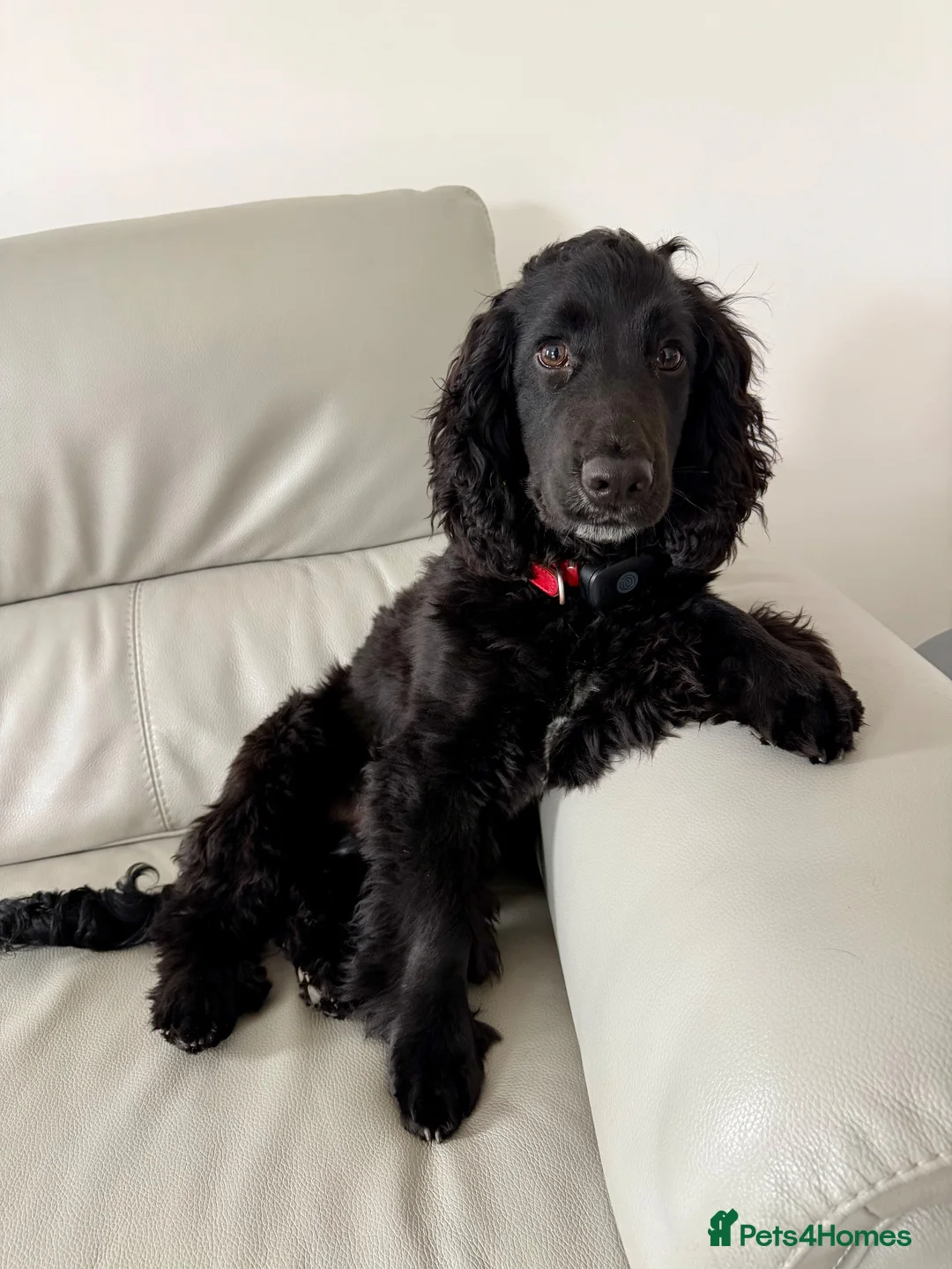 Cocker Spaniel dogs for sale: Jaxon - Advert 6