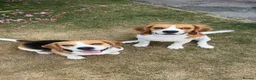 Beagle dogs for stud: Archie - Quality Proven KC Stud Dog - Advert 4