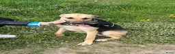 German Shepherd dogs for adoption: Maya – Young German Shepherd x Labrador Cross - Advert 7