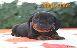 Miniature Dachshund dogs for sale: Beautiful KC black and tan smooth girls - Advert 12
