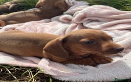 Miniature Dachshund dogs for sale: dachshund puppies - Image 8