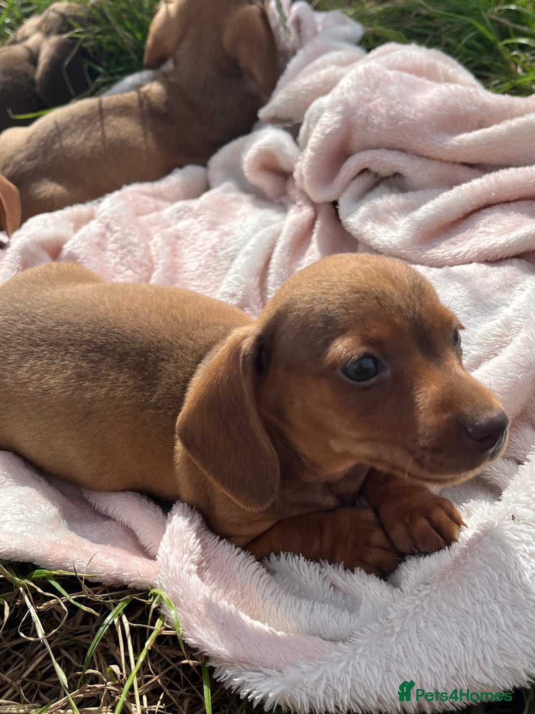 Miniature Dachshund dogs for sale: dachshund puppies - Image 8