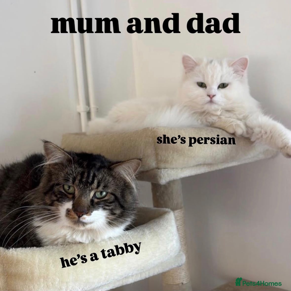 Mixed Breed cats Pure persian&tabby - Advert 1
