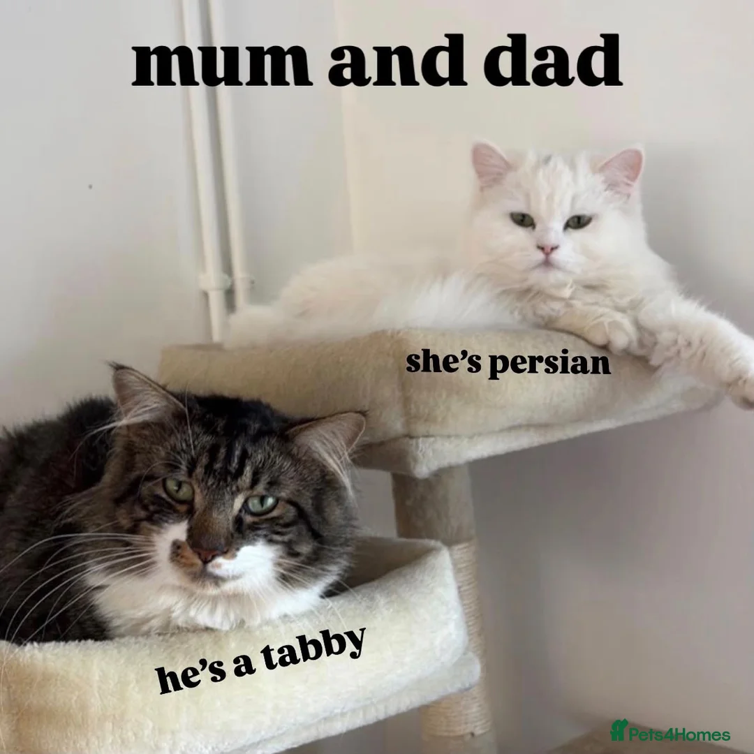 Mixed Breed cats for sale: Pure persian&tabby in Nuneaton - Advert 1