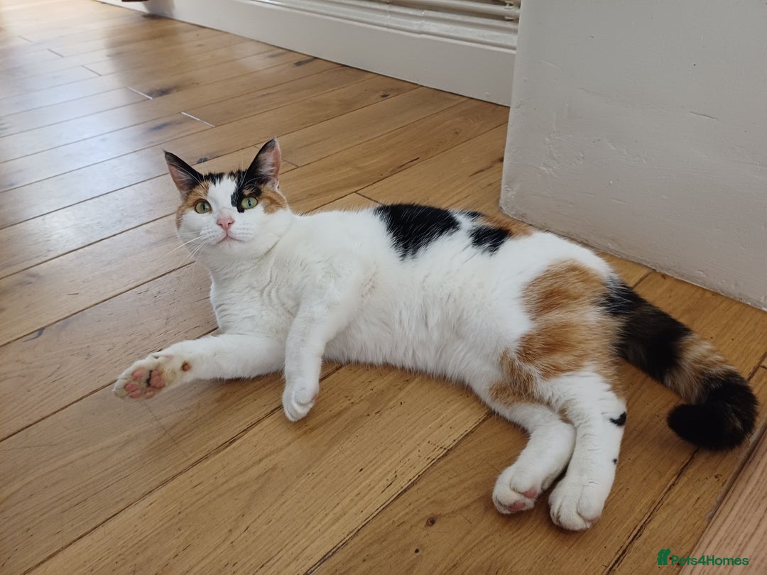 Mixed Breed cats for sale: 6 Lovely and Friendly Cats - Different colours - Advert 2