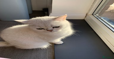 British Shorthair cats - Advert 3