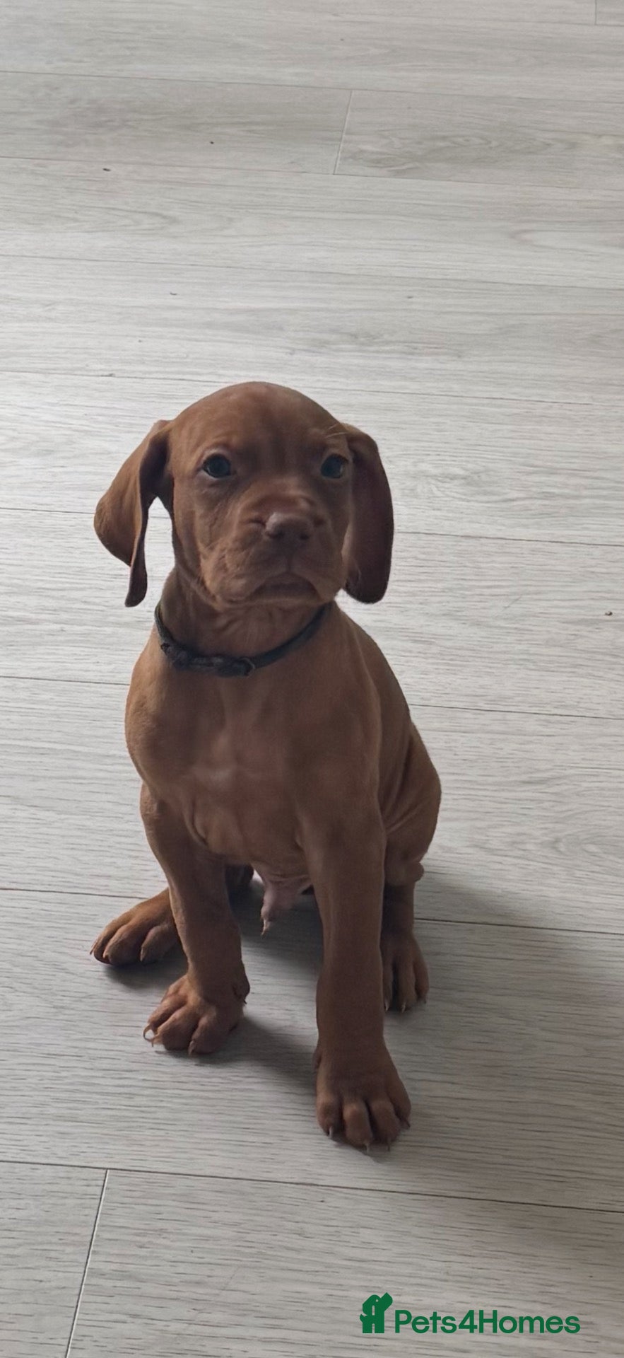 Hungarian Vizsla dogs Exceptional Hungarian Vizsla Puppies - Advert 2
