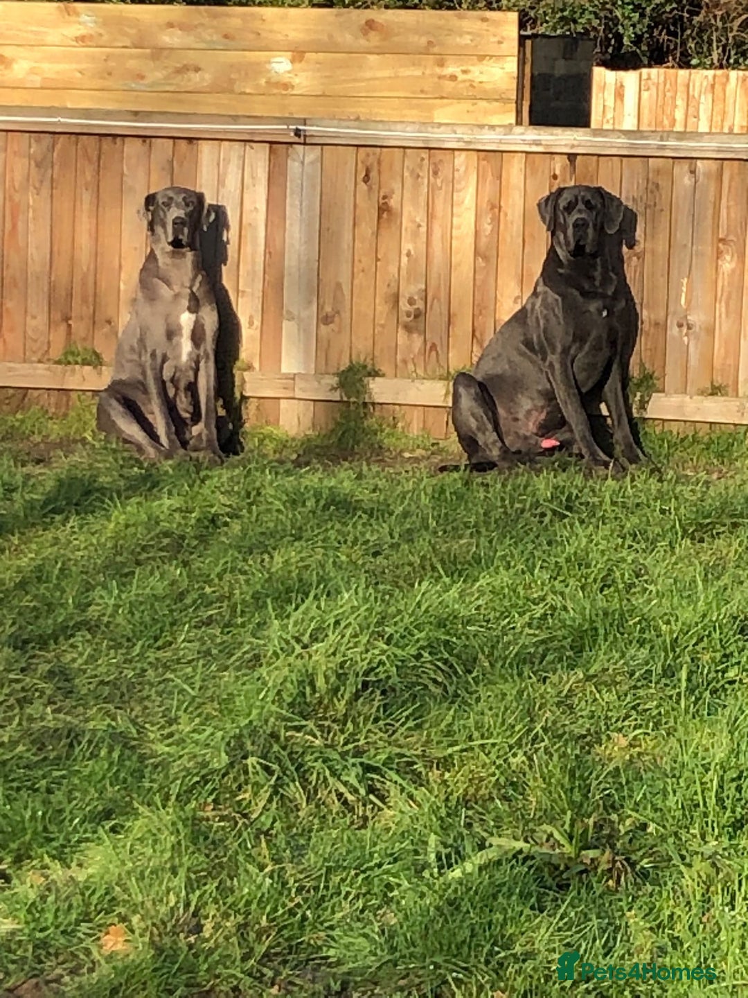 Great Dane dogs for sale: Great Dane puppies waiting list open  - Advert 10
