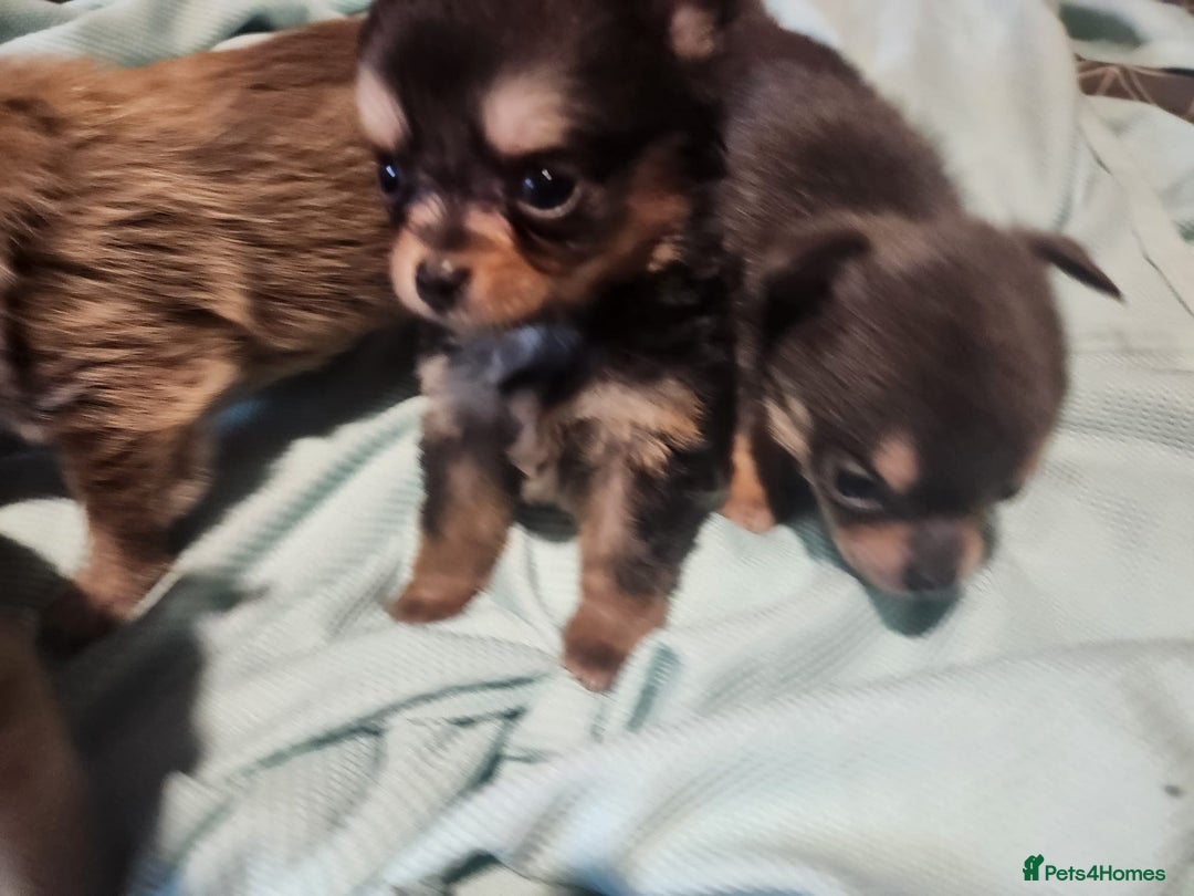 Chihuahua dogs for sale: Chihuahua pups  - Image 10