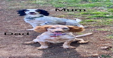 Cocker Spaniel dogs - Advert 2