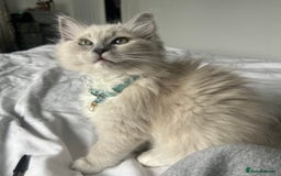Ragdoll cats for sale: Blue mitted mink ragdoll ( male)  - Image 2