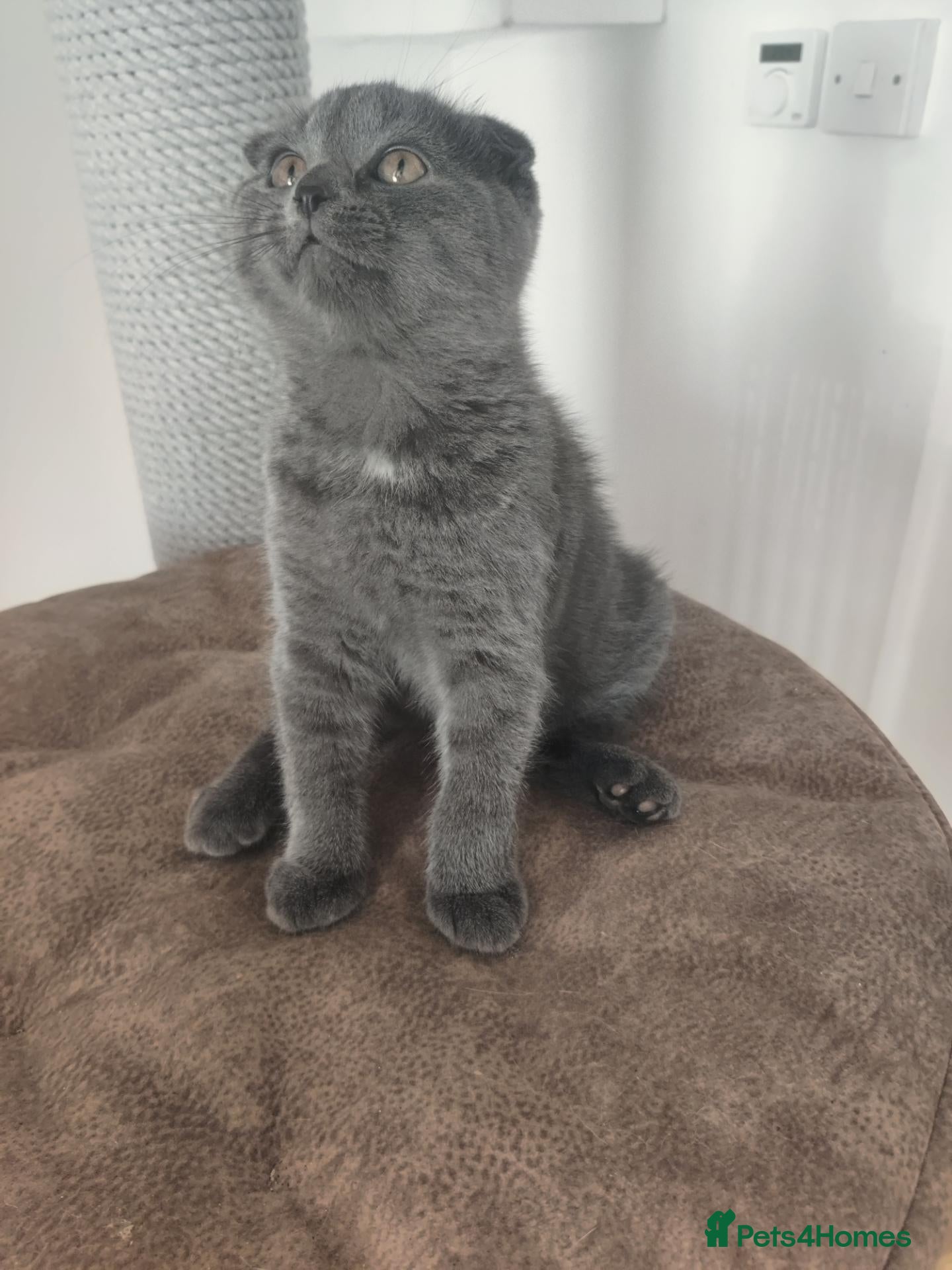 Scottish Fold cats Scottish fold blue  - Advert 1