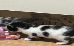 Mixed Breed cats for sale: Fluffy kittens ready soon  - Image 7