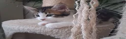 Mixed Breed cats for sale: Three kittens - Advert 6