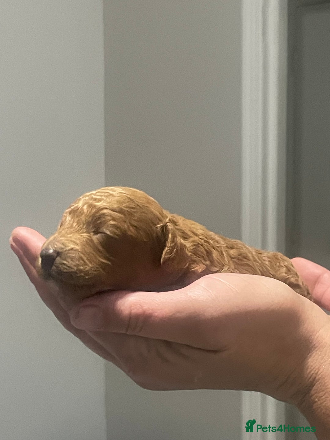 Toy Poodle dogs for sale: Red toy poodle  - Image 14