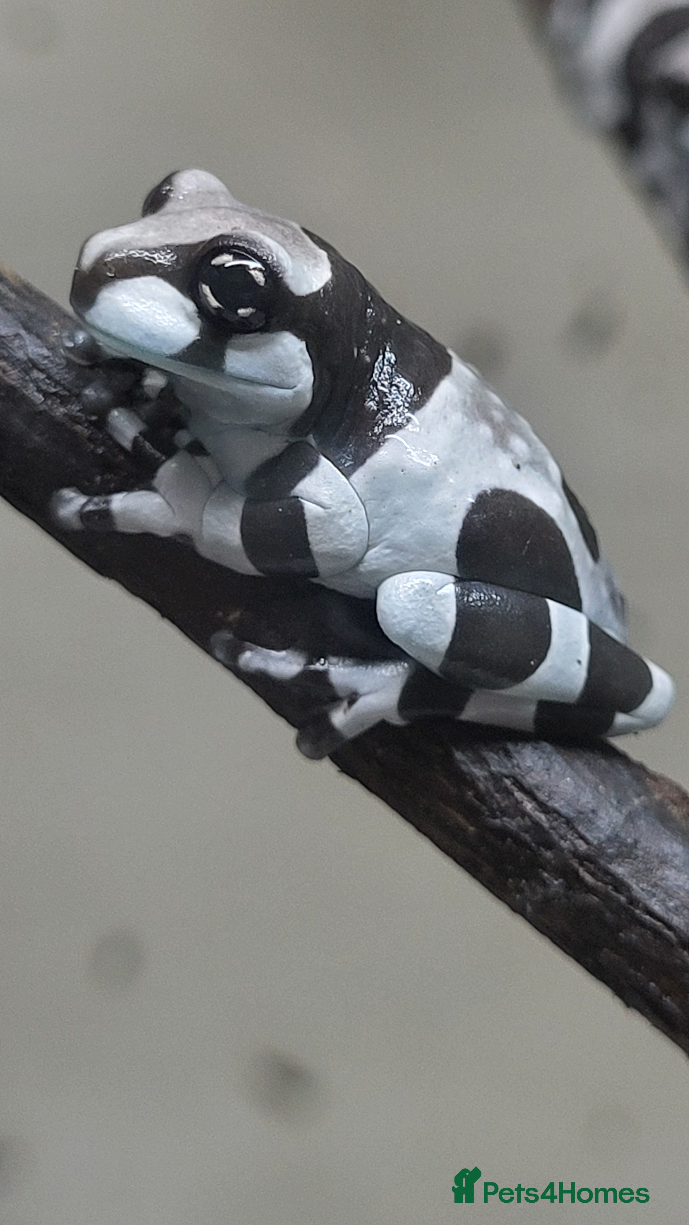 Frog reptiles Amazon milk frogs (froglets) - Advert 2