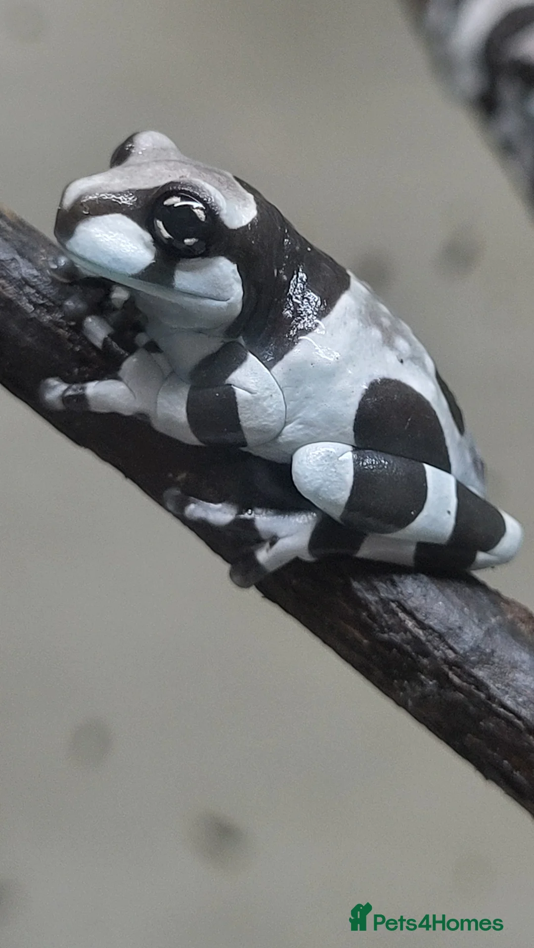 Frog reptiles for sale: Amazon milk frogs (froglets) - Advert 1