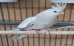 Cockatiels birds for sale: Beautiful Aviary bred baby Cockatiels  - Image 3