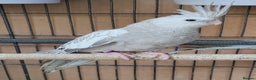 Cockatiels birds for sale: Beautiful Aviary bred baby Cockatiels  - Advert 3