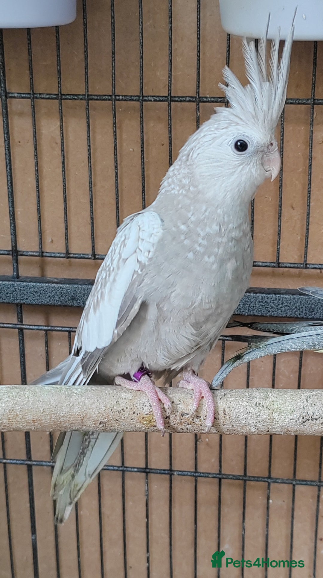 Cockatiels birds for sale: Beautiful Aviary bred baby Cockatiels  - Image 3