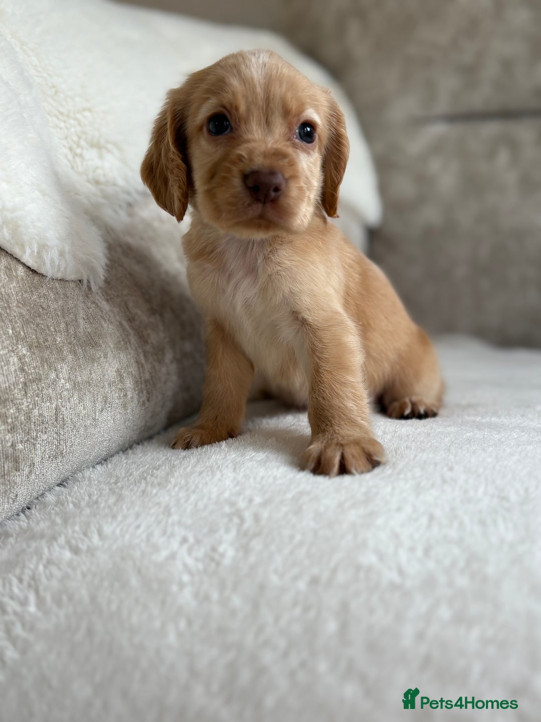 Cocker Spaniel dogs for sale: Stunning cocker spaniel puppies  - Image 15
