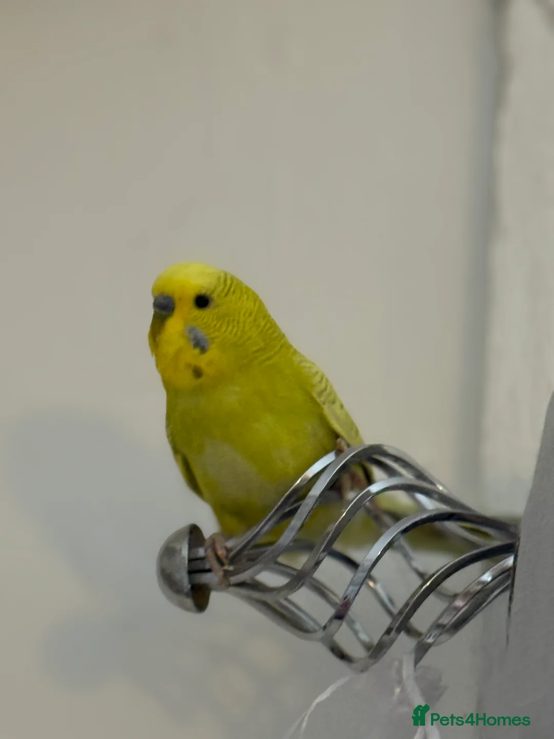 Budgerigars birds for sale: Mixed budgies - Advert 3