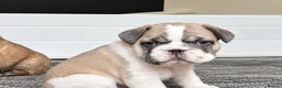 French Bulldog dogs for sale: Playful Litter of French Bulldog Puppies  in Sutton - Advert 2
