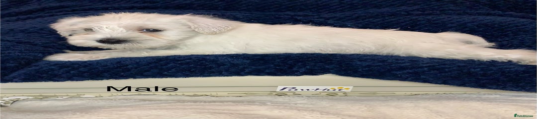 Male white