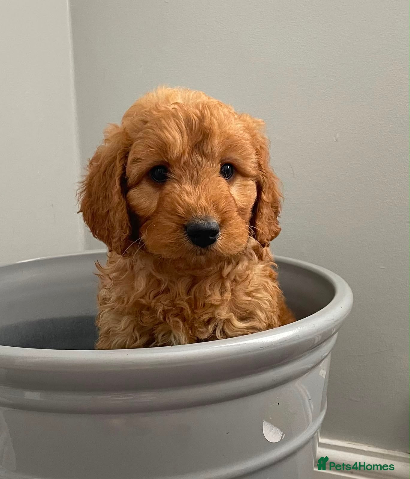 Cockapoo dogs STUNNING HEALTH CLEAR COCKAPOO PUPPIES  - Advert 6