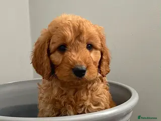 Cockapoo dogs STUNNING HEALTH CLEAR COCKAPOO PUPPIES - Advert 6